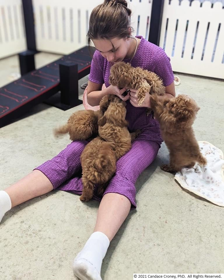 puppies on the lap of a female caretaker